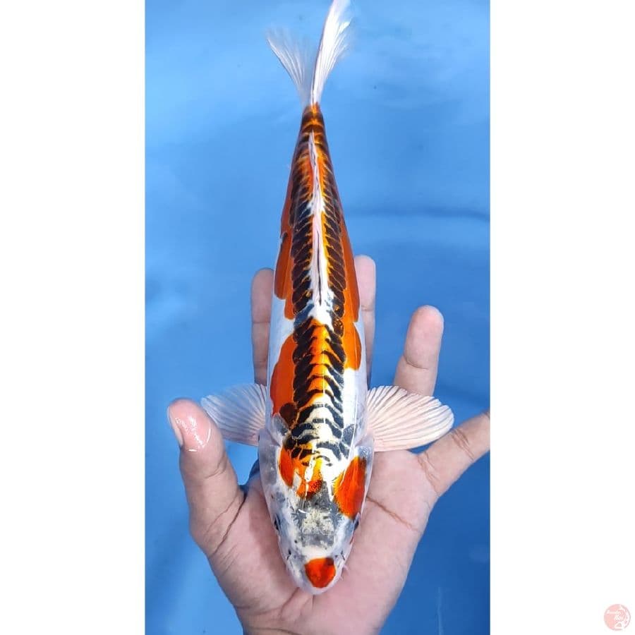 30cm # DOITSU KUJAKU