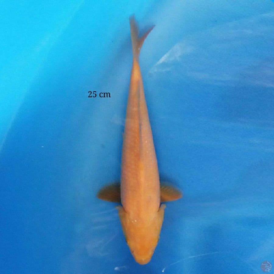 Red Karashi 25 cm