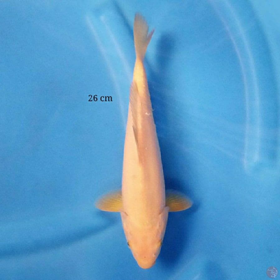 Red Karashi 26 cm