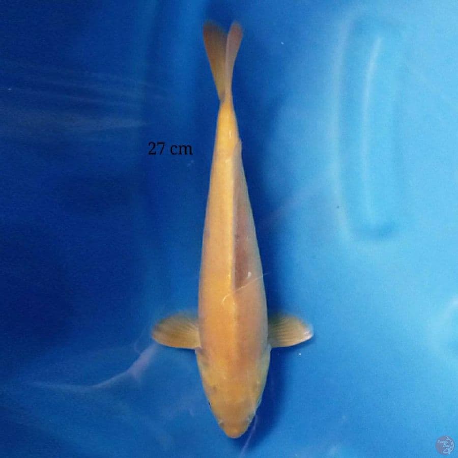 Red Karashi 27 cm