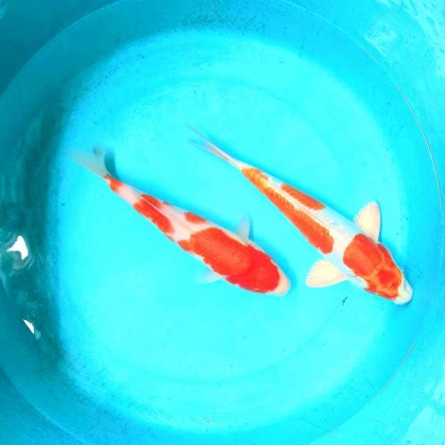 Kohaku-kikusui