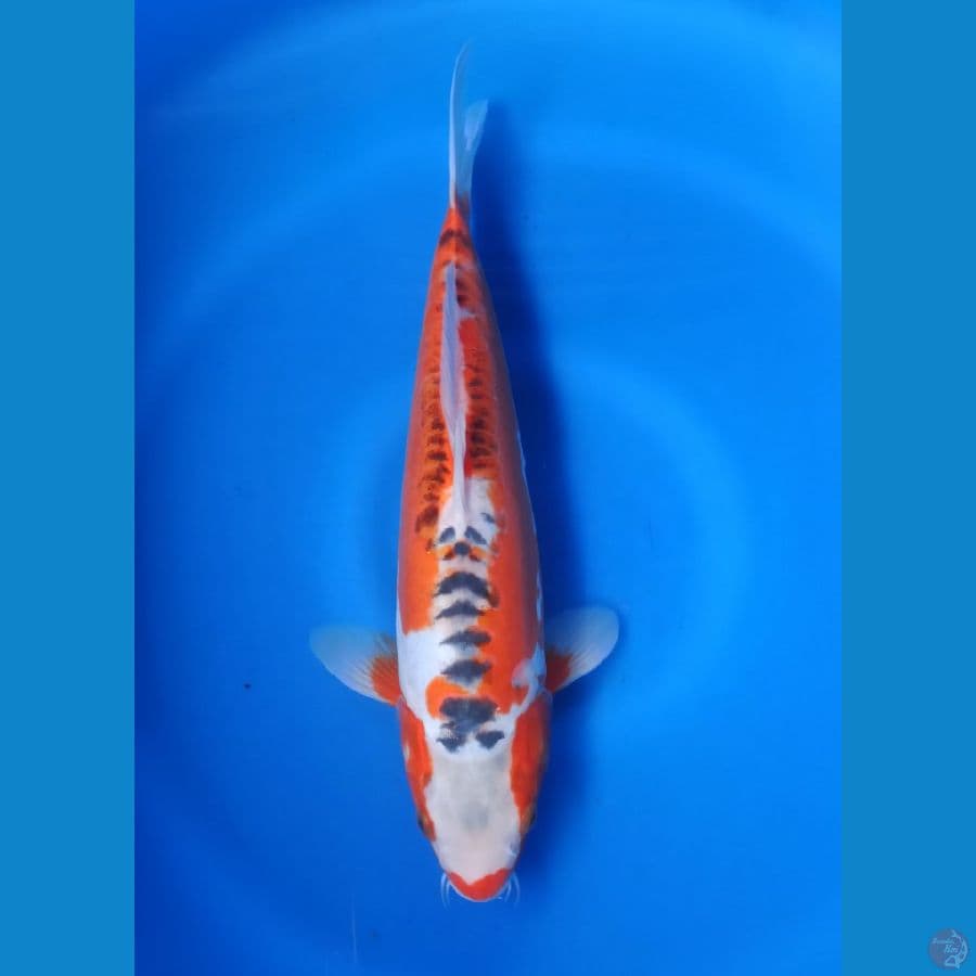 Shusui F1