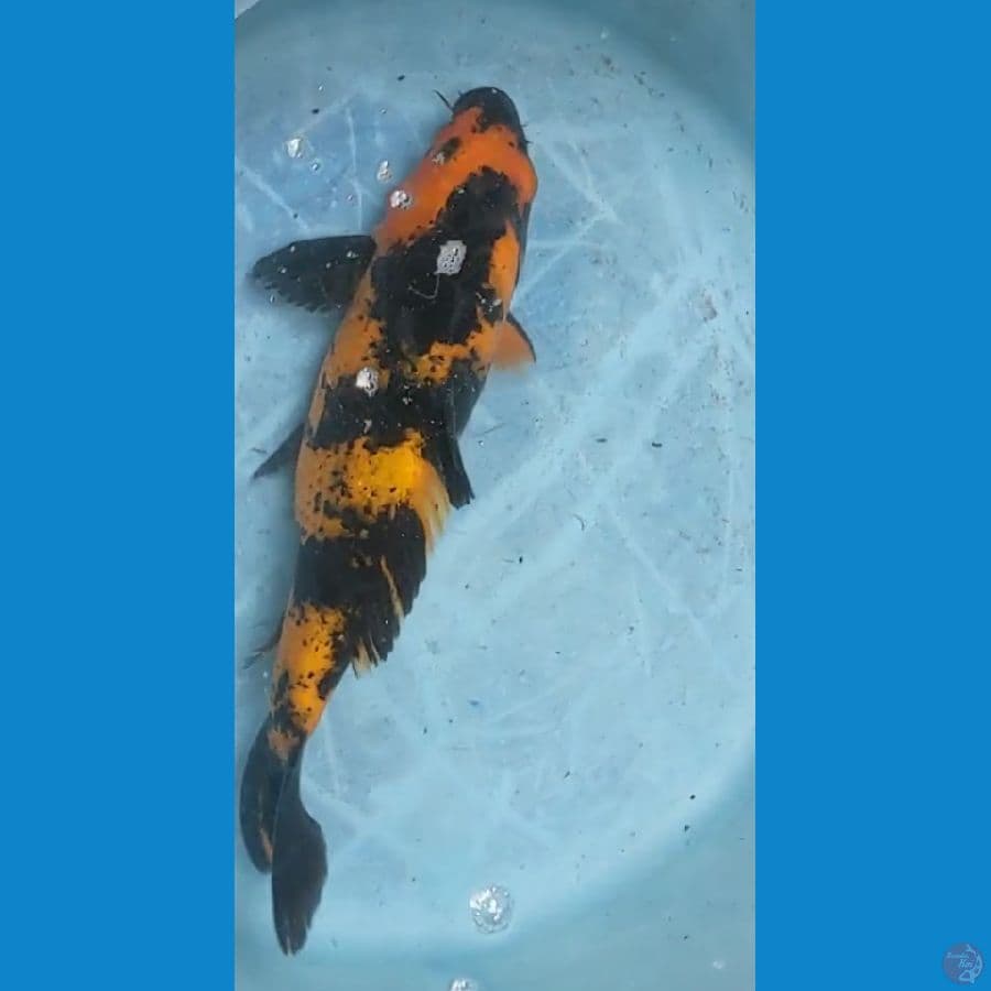 ki utsuri 35cm