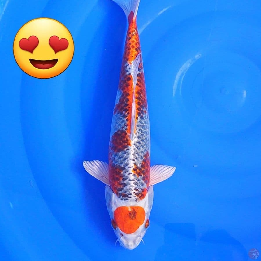 MARUTEN KUJAKU JUMBO