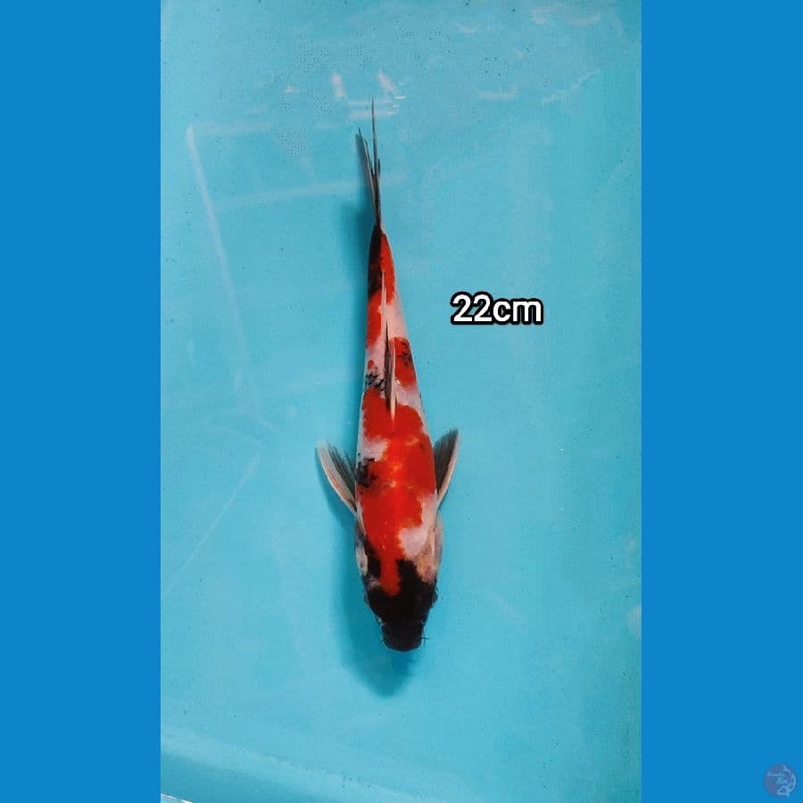 showa 22