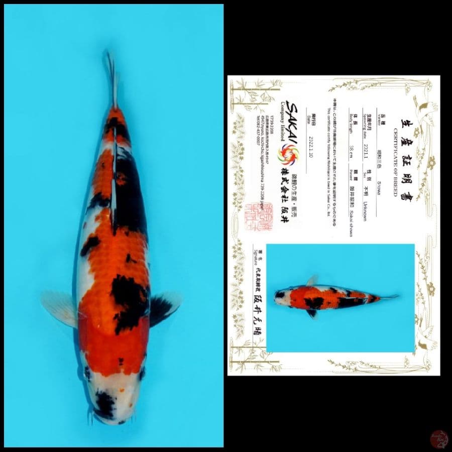 SHOWA IMPORT SAKAI, 38CM