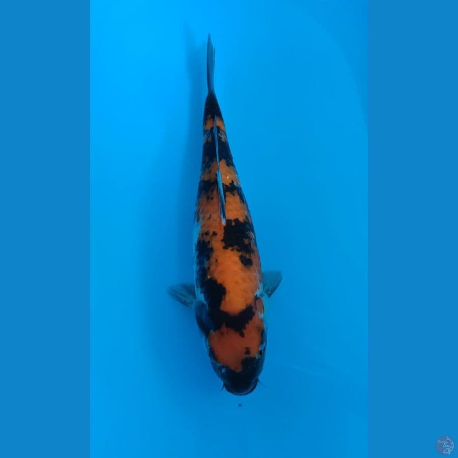 Showa - 39cm