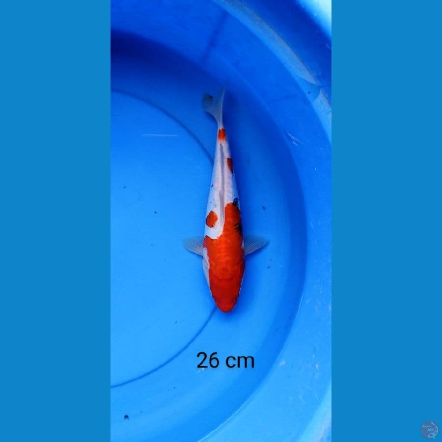 doitshu merah tajam 26 cm