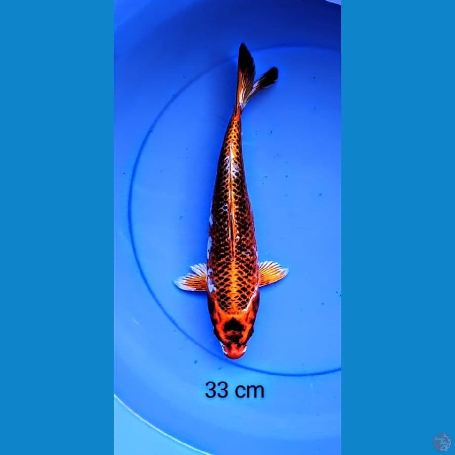 kujaku strong 33 cm