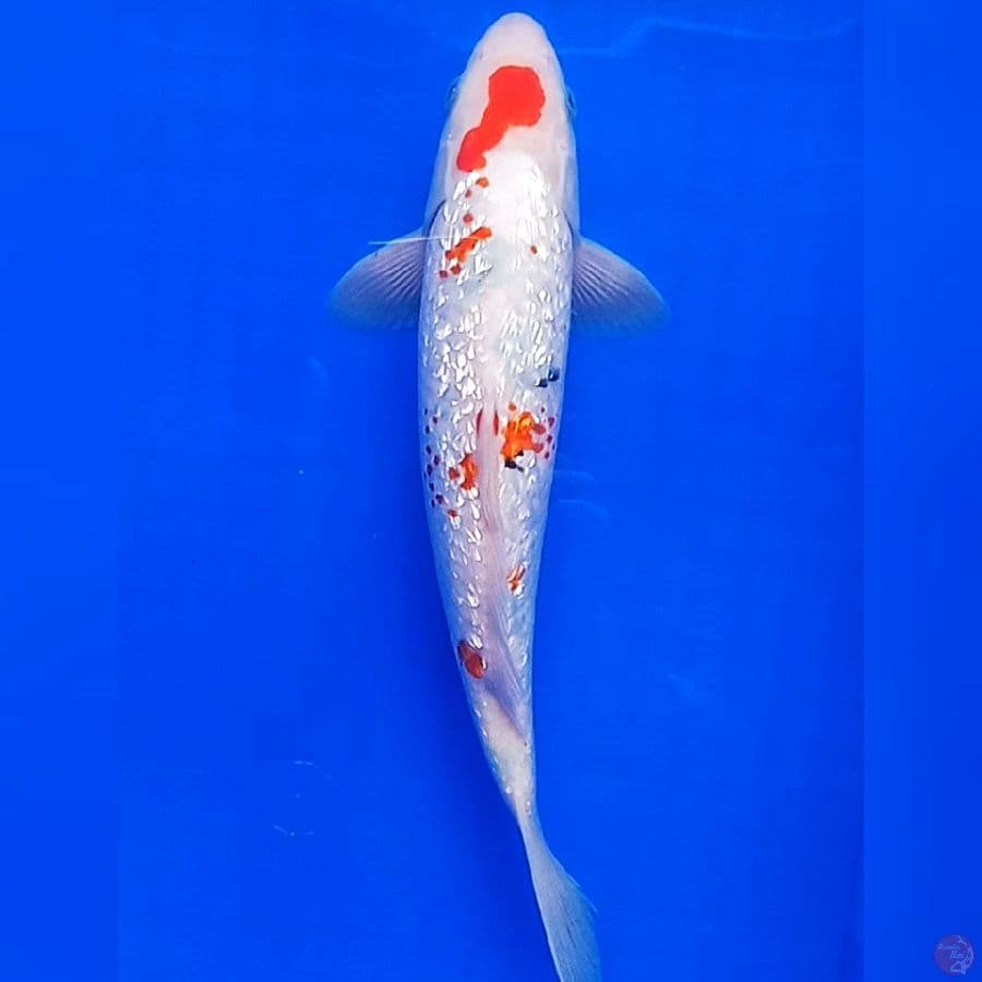 Sanke Ginrin 31cm