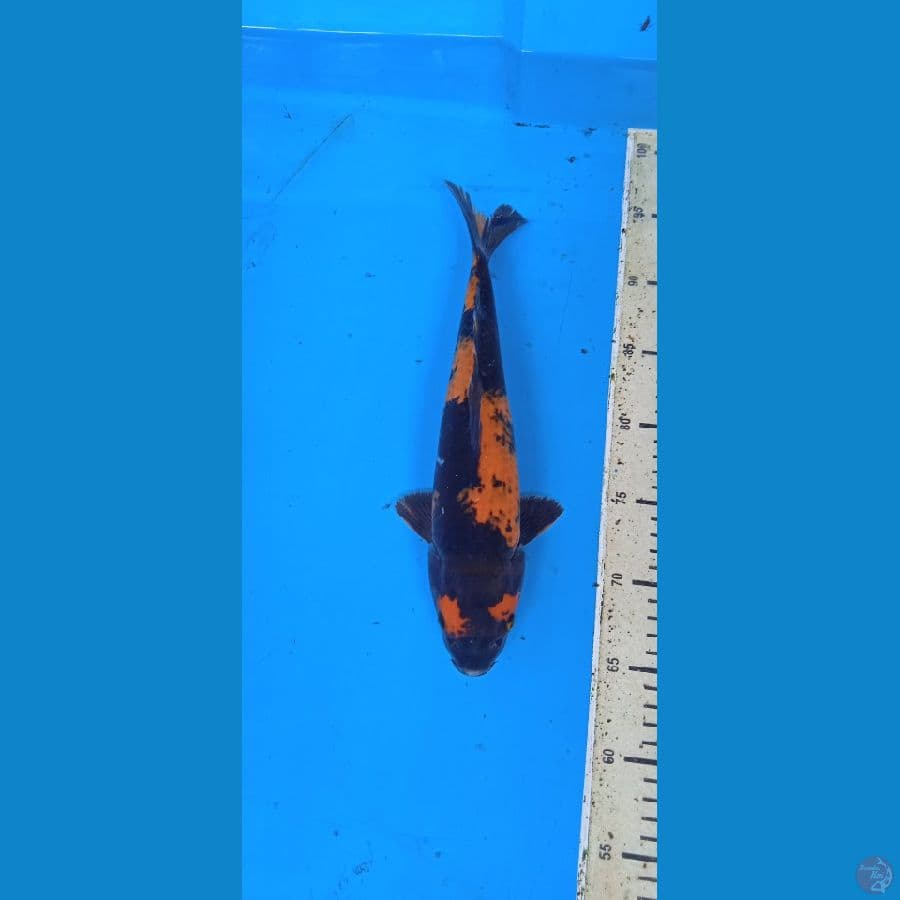 Utsuri 31 cm