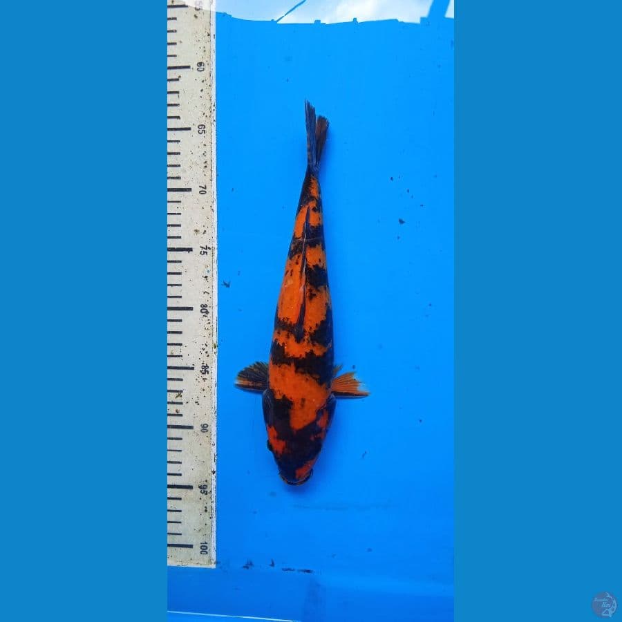 utsuri 29 cm