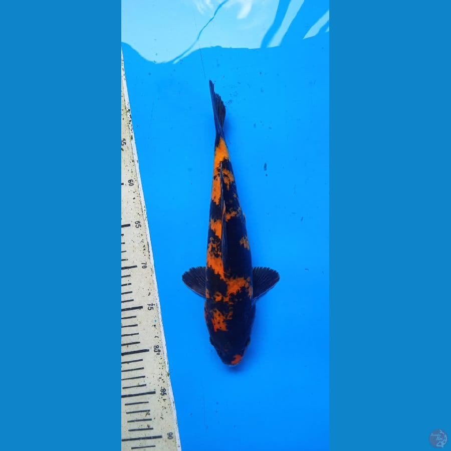 Utsuri 31 cm