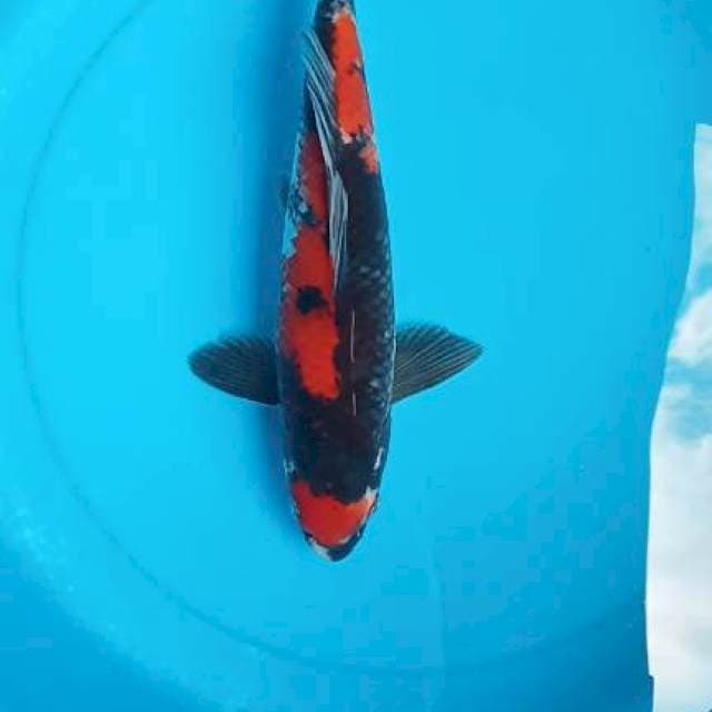 Showa 32cm