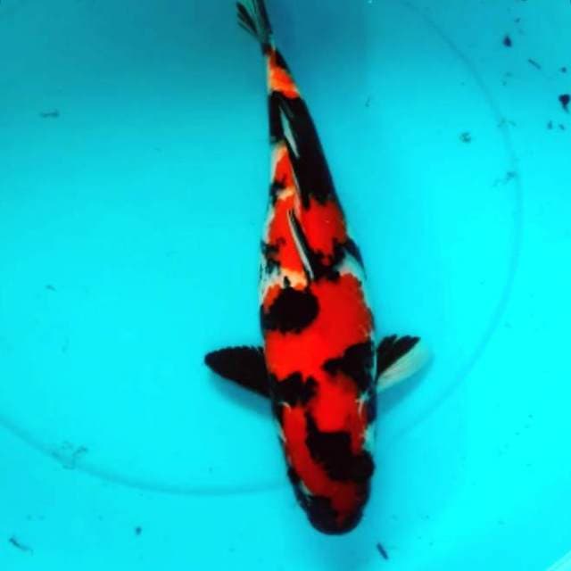 Showa muanteeb 38cm