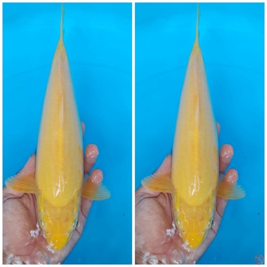 GOOD KARASHI 35BU