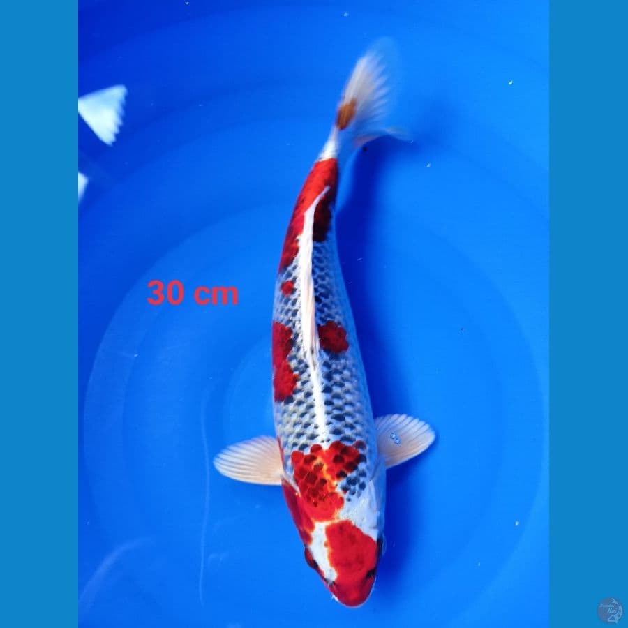red kojaku 30 cm