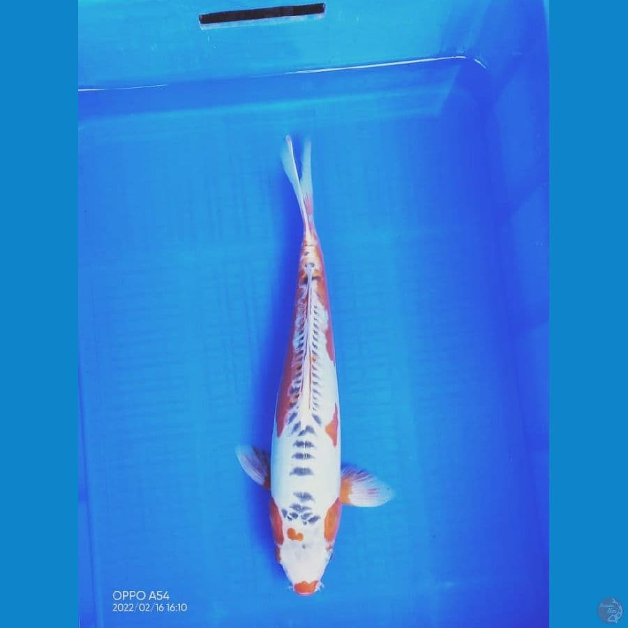 Shusui 38 cm