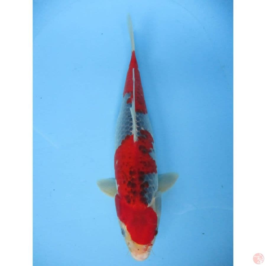 Goshiki recing 35Cm