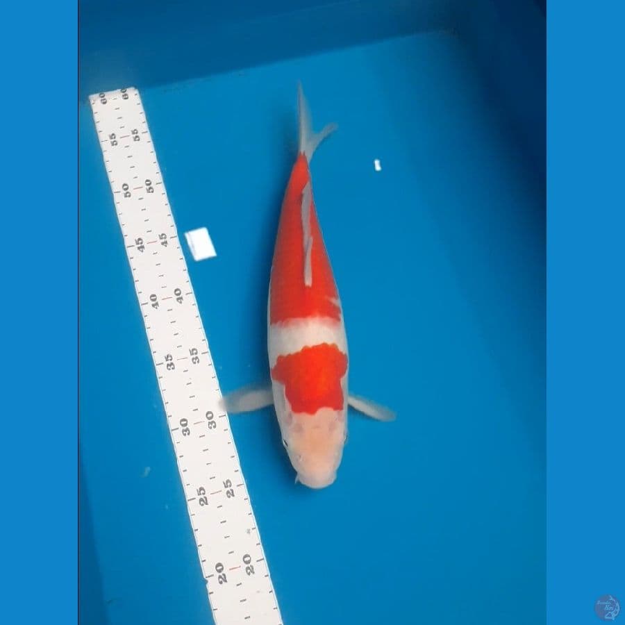 kohaku 33cm