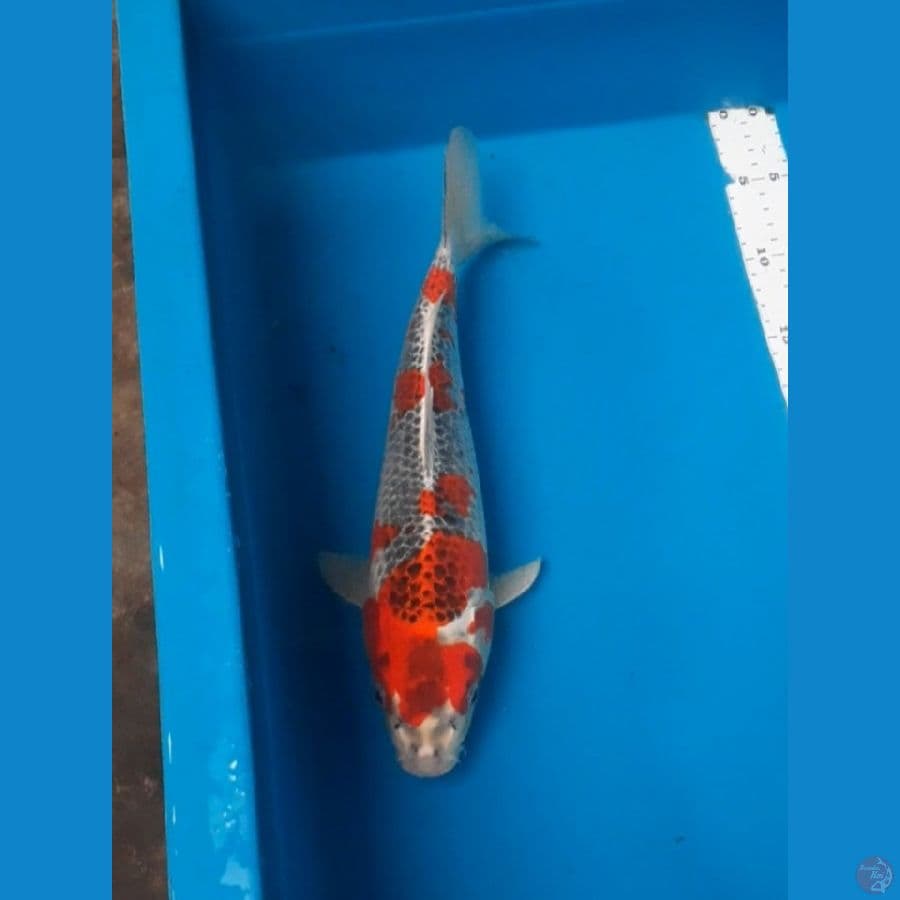 beni gingga 34cm