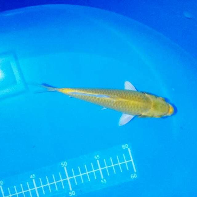 YAMABUKI OGON