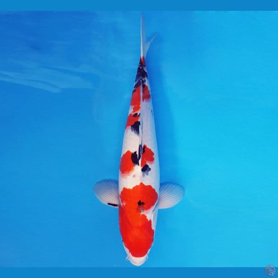 HARUNA 2 - TAISHO SANKE 39 cm/male ®