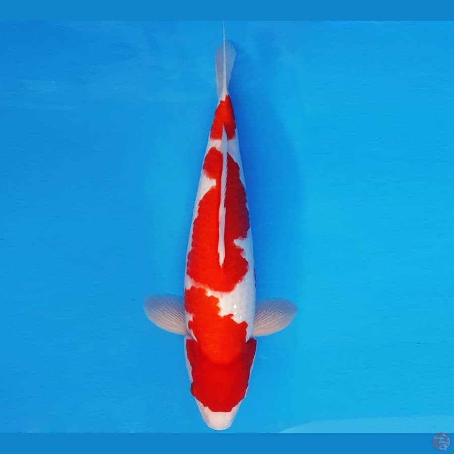 SAMOSA 2 ~ KOHAKU 36 cm/fm ™