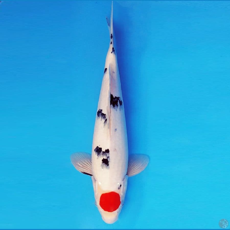 SAMOSA 7 ~ TANCHO SANKE 38 cm/male ™