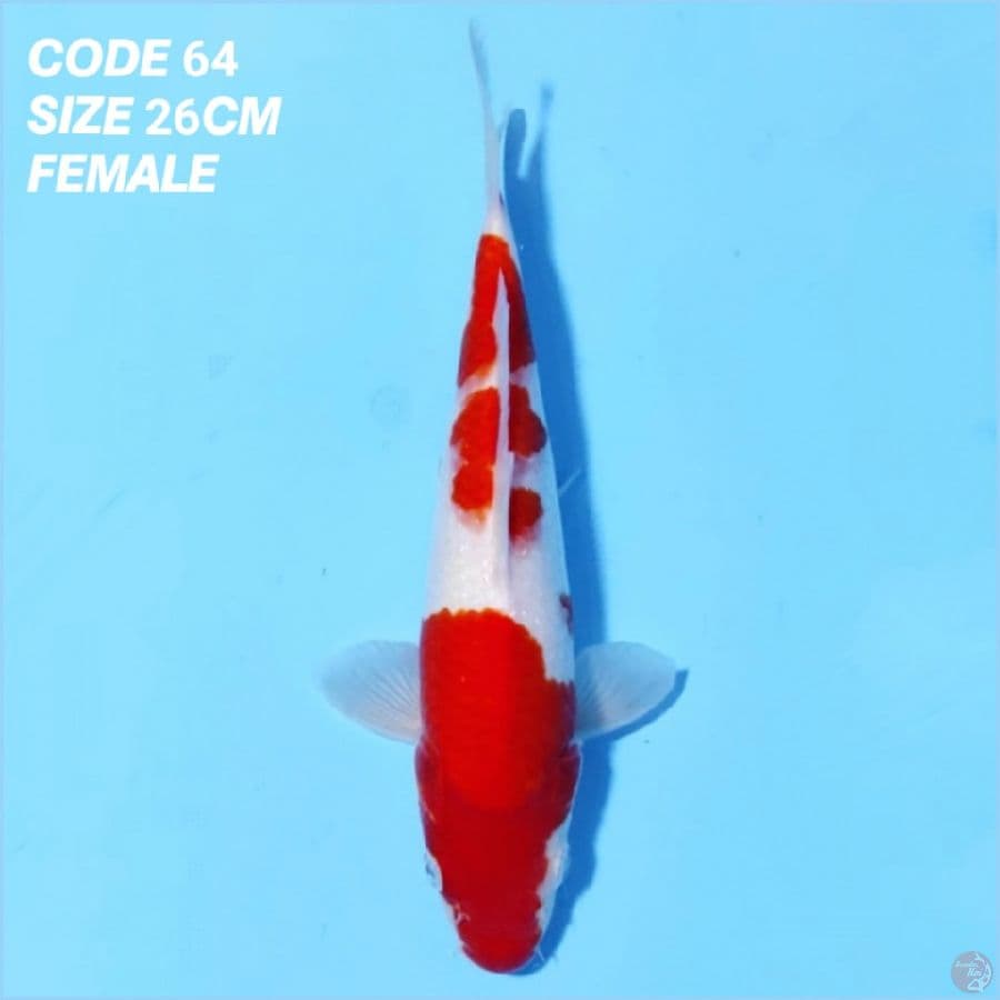 KOHAKU