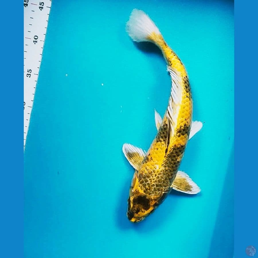 kin ki utsuri 34cm male