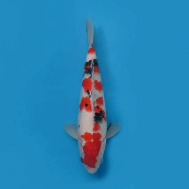 Taisho Sanke Hq Original 30cm Female Tosai