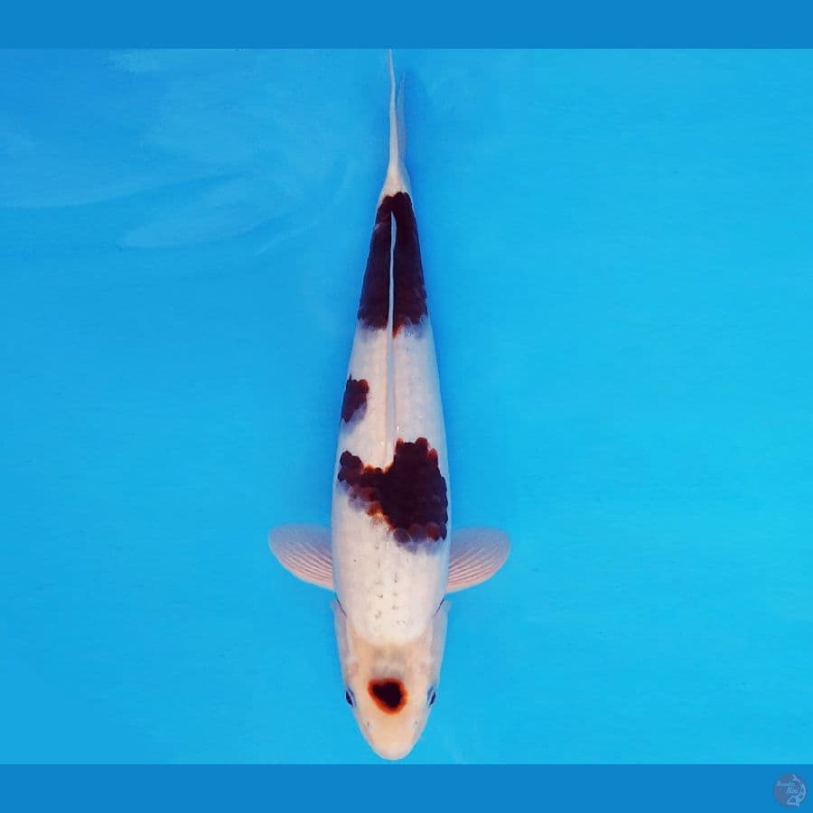 SAMOSA 9 ~ GOROMO 32 cm/male ™