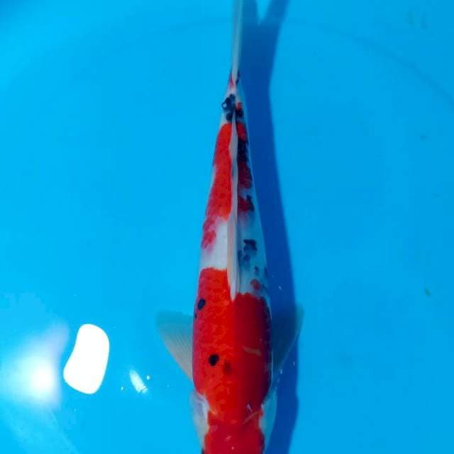 BAKARAN 5 ~ TAISHO SANSHOKU - 36CM