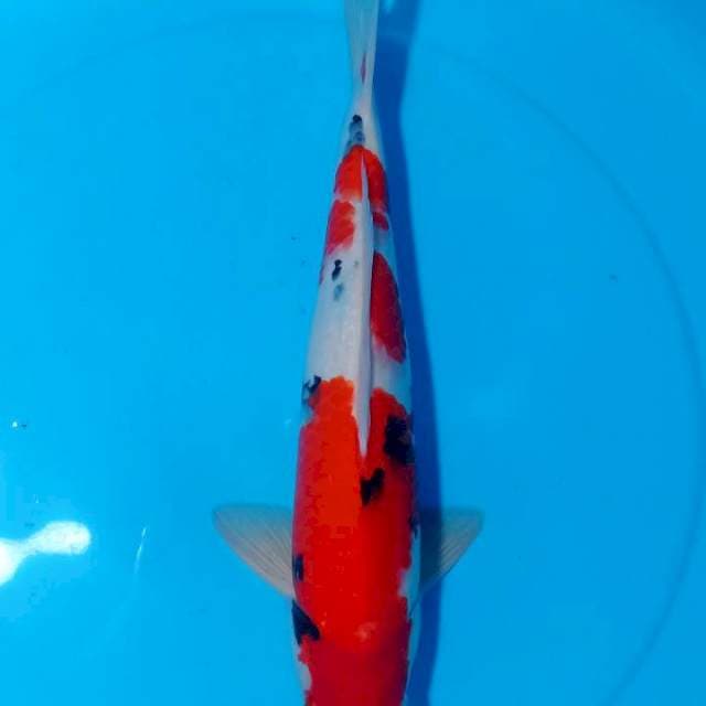 BAKARAN 6 ~ TAISHO SANSHOKU - 39CM