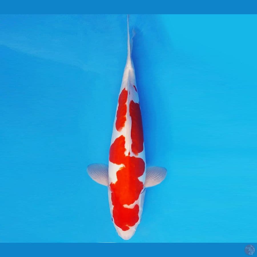 SAMOSA 12 ~ KOHAKU DOITSU 38 cm/fm ™