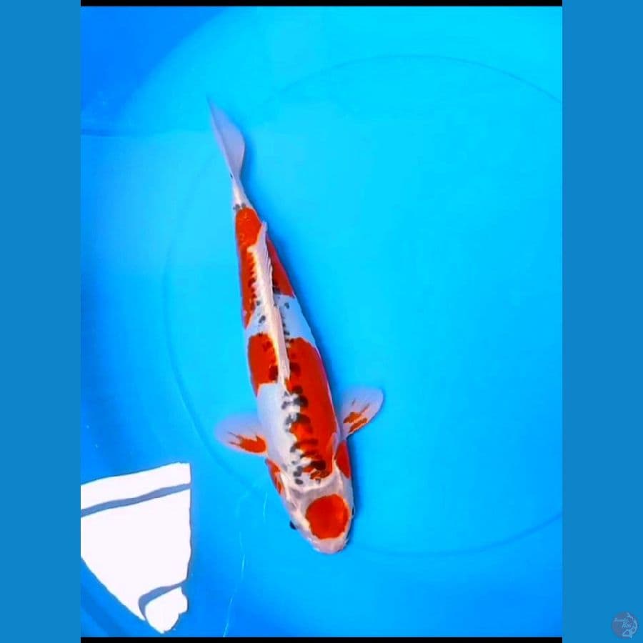 MARUTEN BENI KIKO ORYGINAL . 32CM