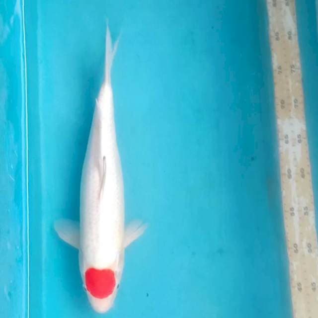 BSN 2 ~ TANCHO KOHAKU ORIGINAL - 40CM