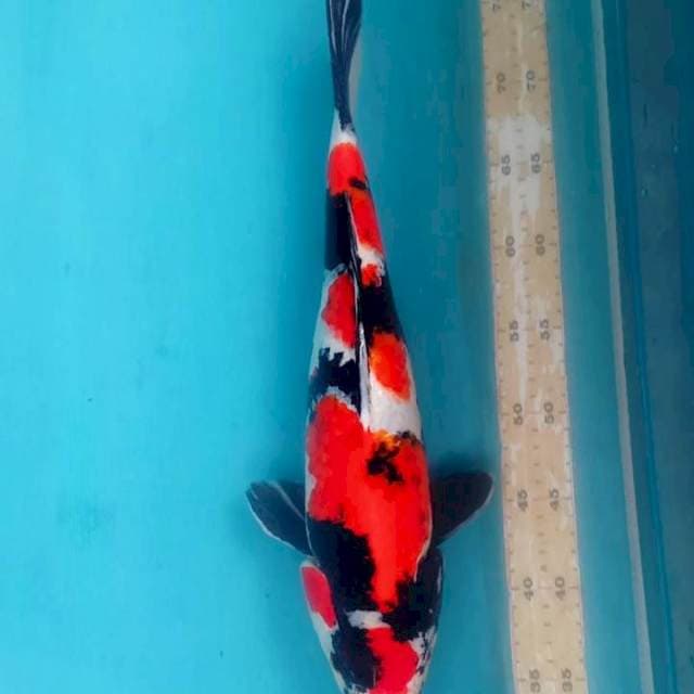 BSN 3 ~ SHOWA MARUTEN - 43CM