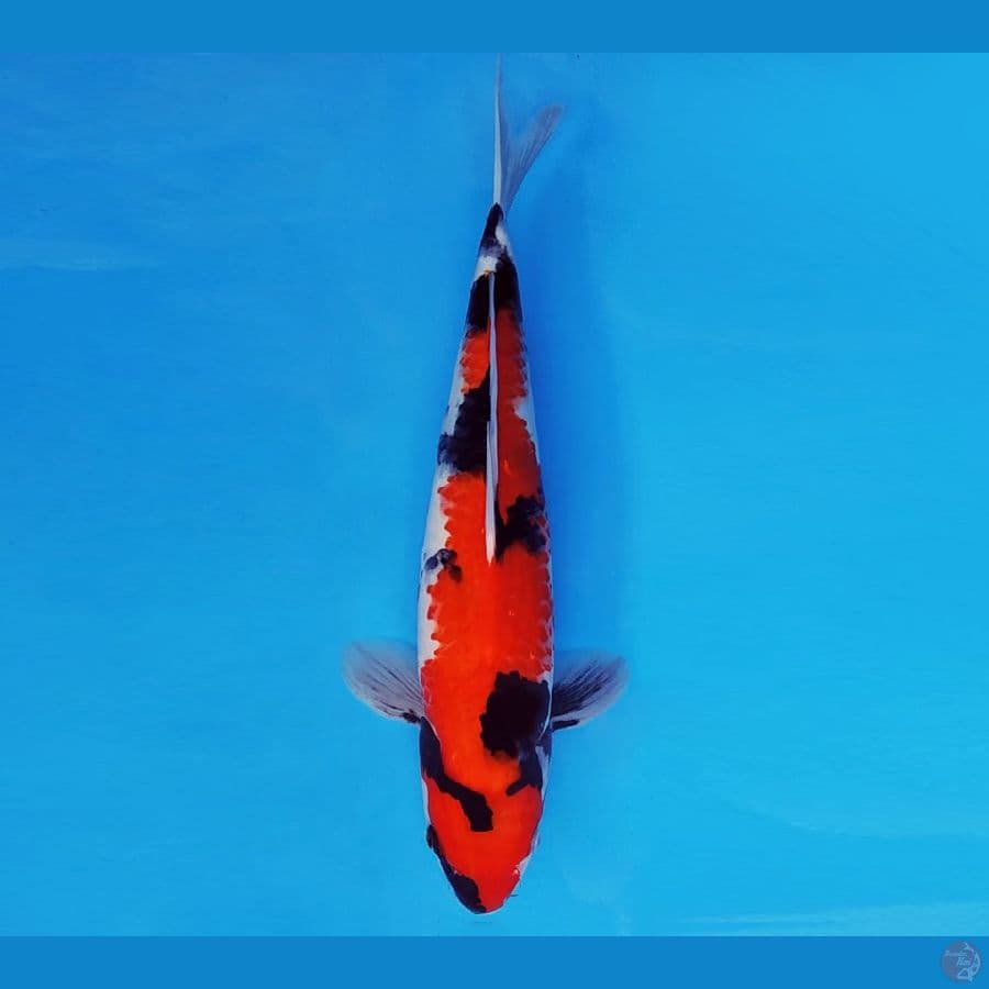 SAMOSA 16 ~ SHOWA EVO 32 cm/male ™
