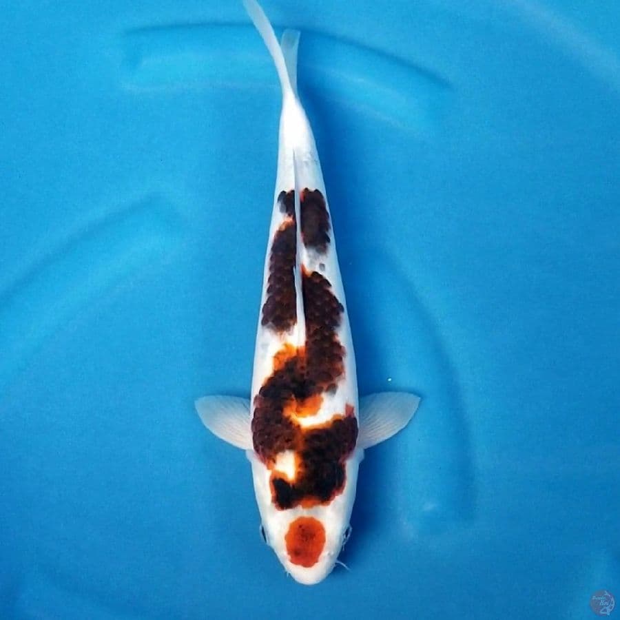 GYOJIN 2 ~ GOROMO 32 CM