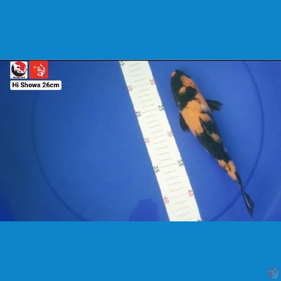 HI SHOWA 26CM --- CANAYA KOI FARM
