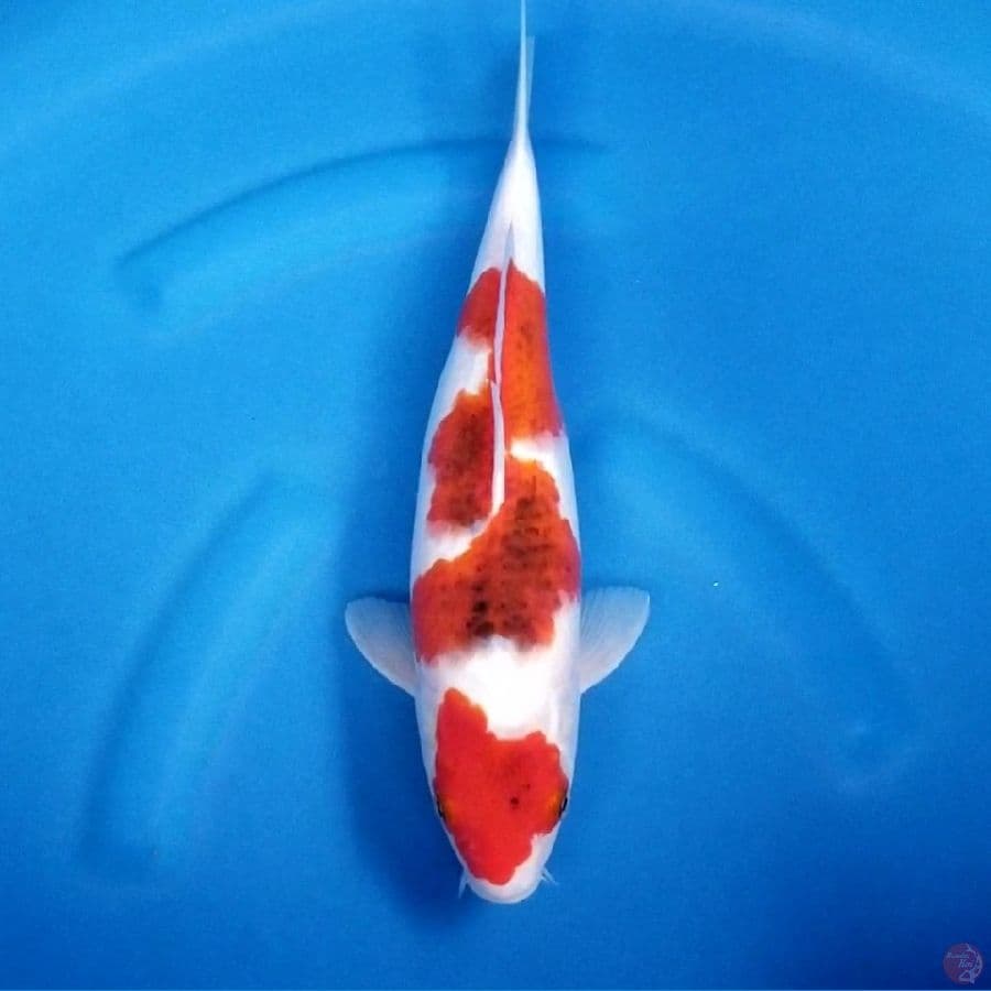 GYOJIN 4 ~ AIGOROMO 34 CM
