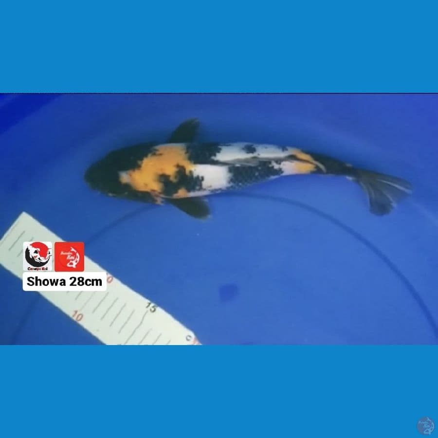 SHOWA 28CM --- CANAYA KOI FARM