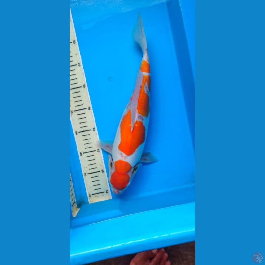 kohaku doit 38 cm