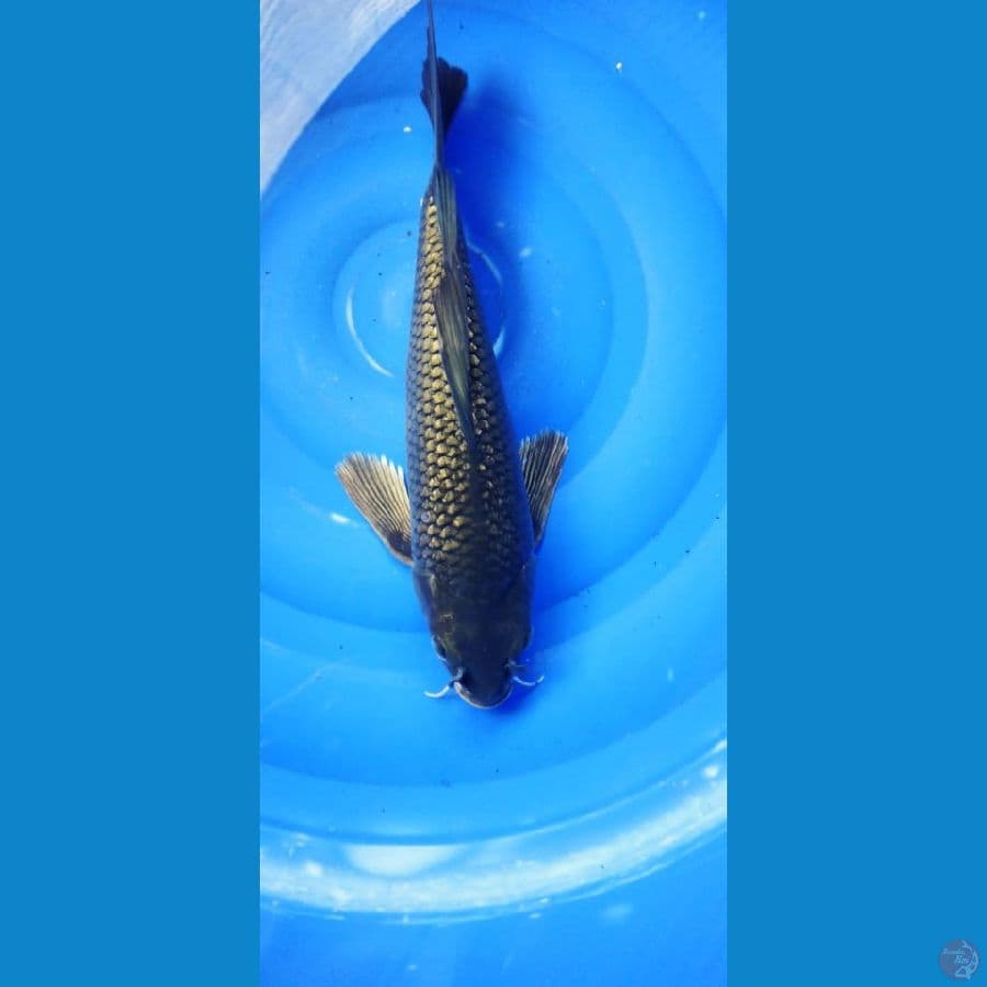 mindori selyer ginrin 42 cm