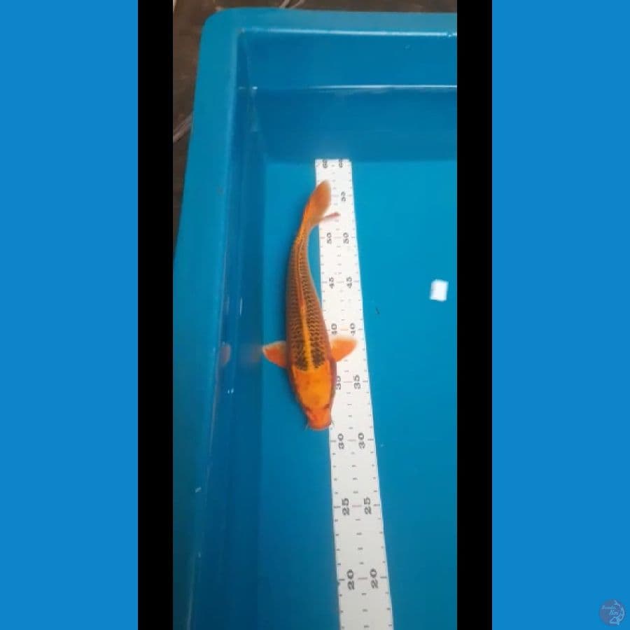 24 cm