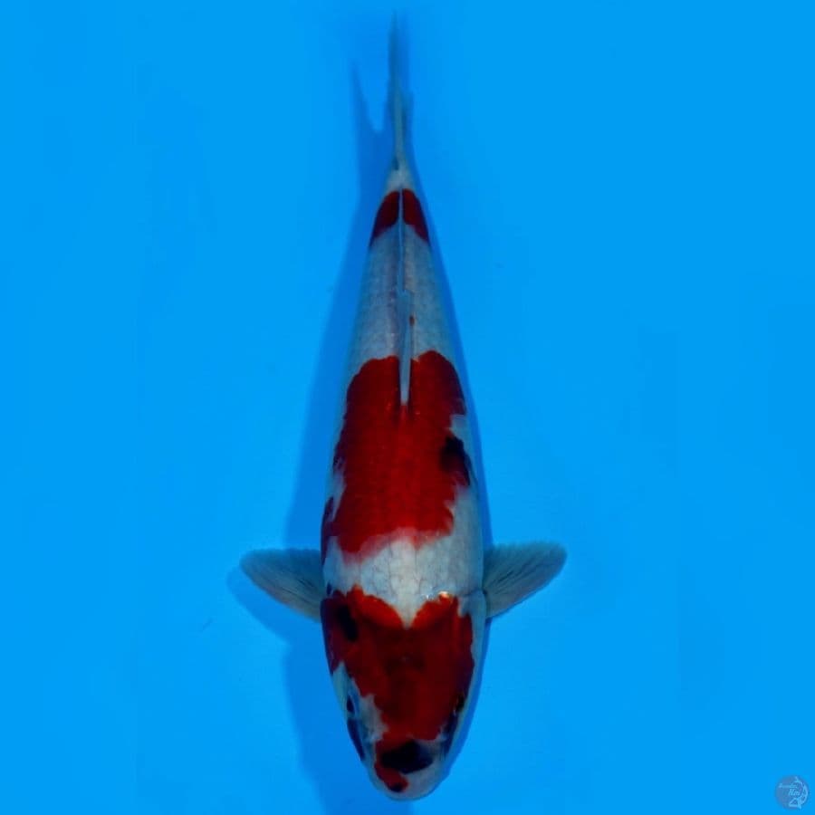 MAN 5 ~ SANDAN SHOWA SANSHOKU 37CM