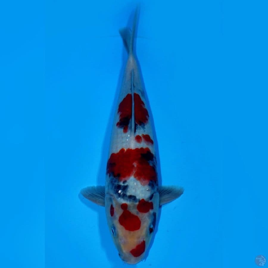 MAN 8 ~ SUPER KINDAI SHOWA 34CM