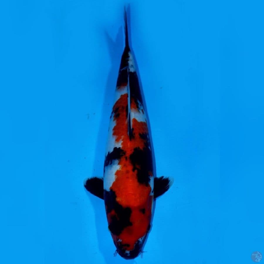 MAN 11 ~ SHOWA SANSHOKU JUMBTOS 40CM